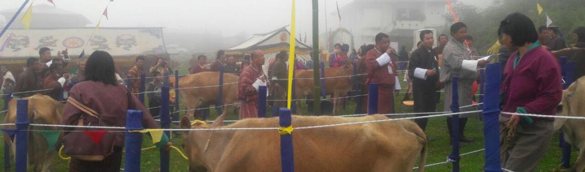 Mangde Licestock -fest