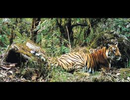 jigme-singye-wangchuk-national-park