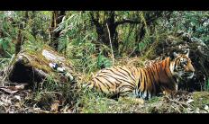 jigme-singye-wangchuk-national-park