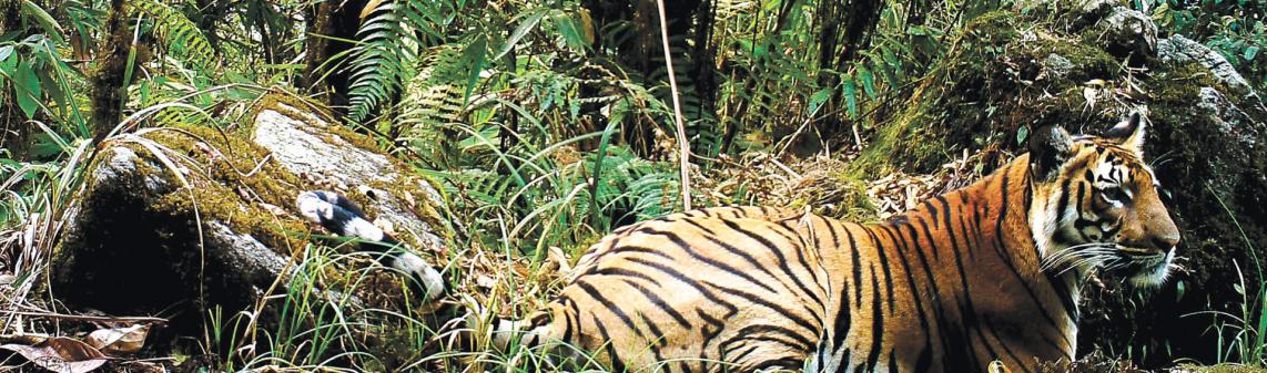 jigme-singye-wangchuk-national-park